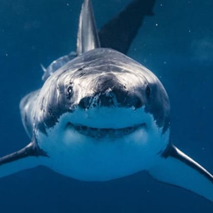 750x500-Great-White-iStock
